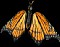 Buterfly.gif