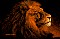 Lion.gifF