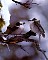 birdsinwinter.jpg
