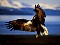 eagleflying.jpg