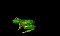 frogg2.gif