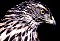 hawk.jpg